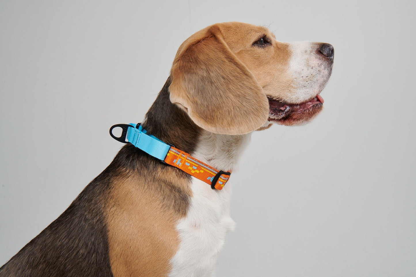 Chain Reaction Dog Collar - MARTINGALE DESIGN (Holiday Series)